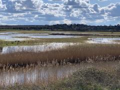 Turning south off the beach, we walked through Overy Marshes, heading back towards Burnham Overy Staithe